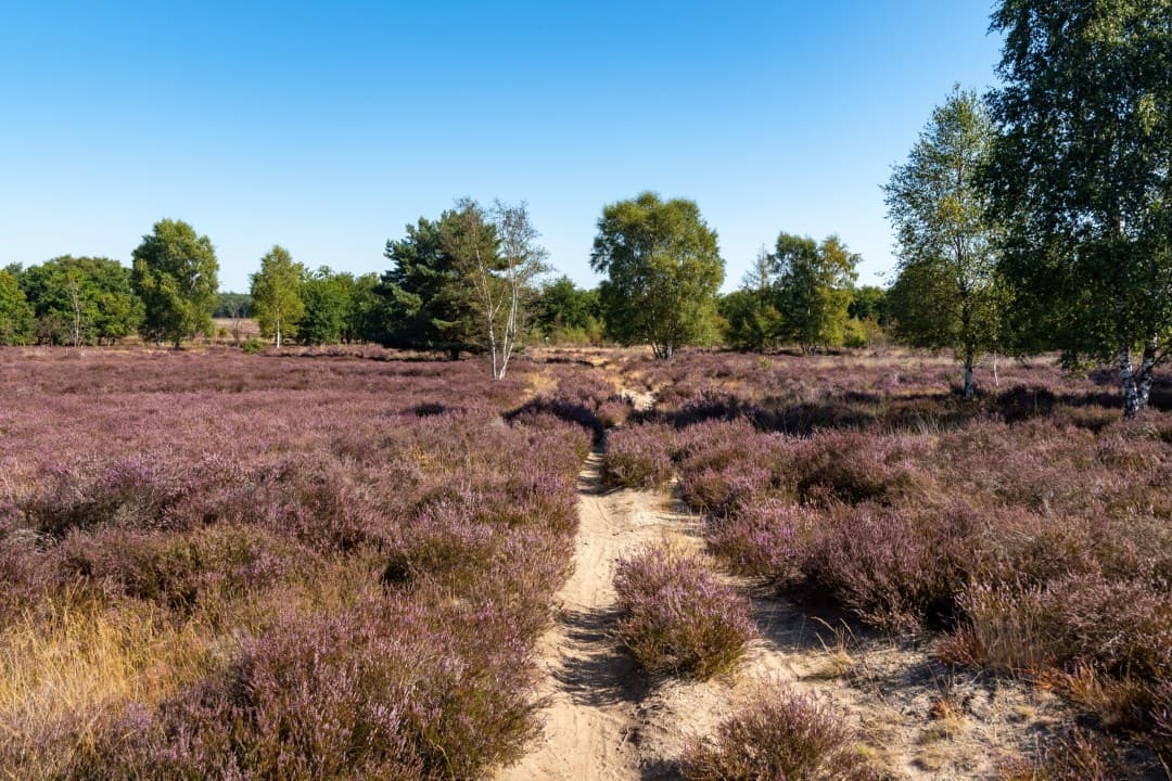 Ermelose Heide