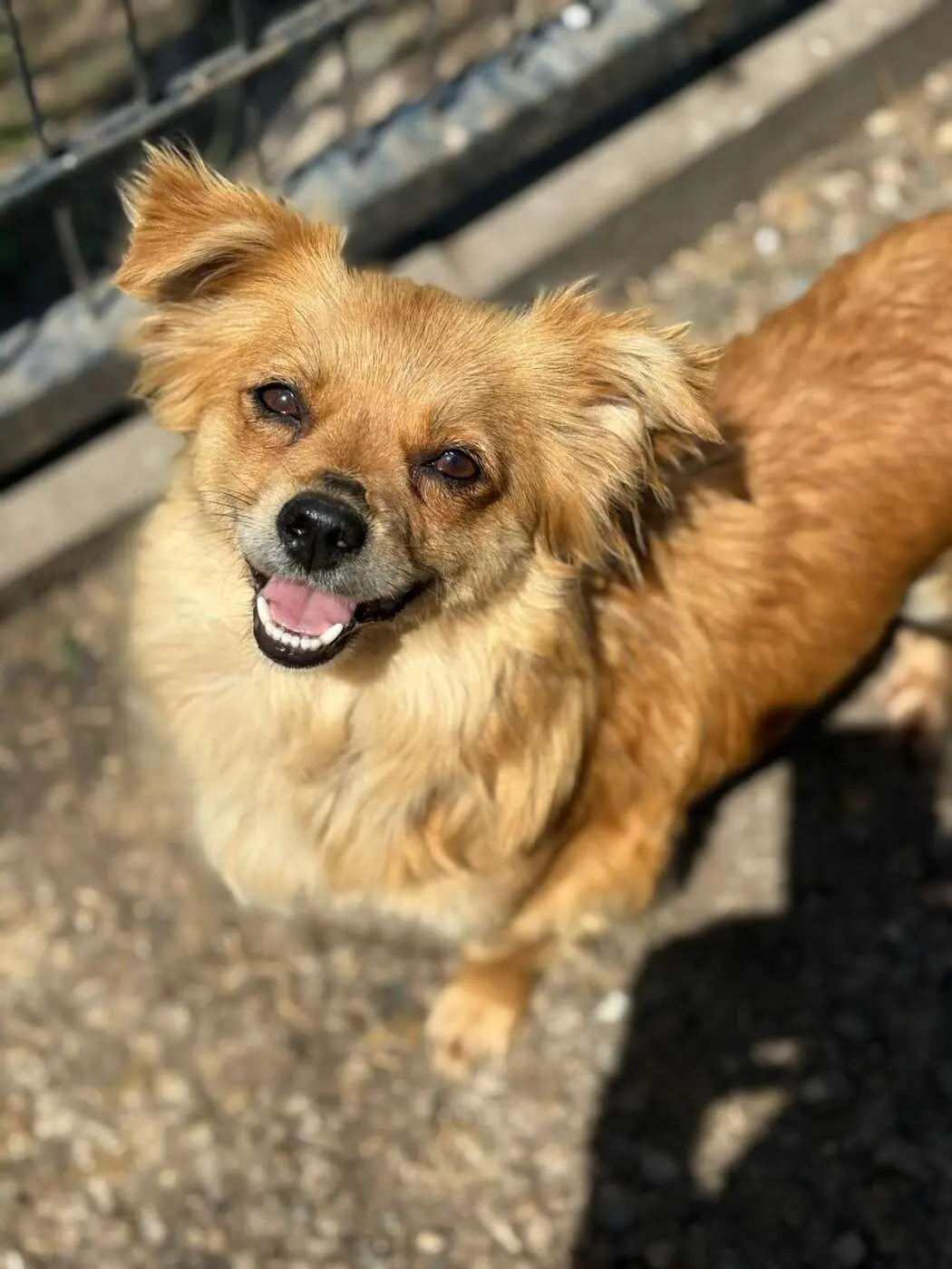 Peki