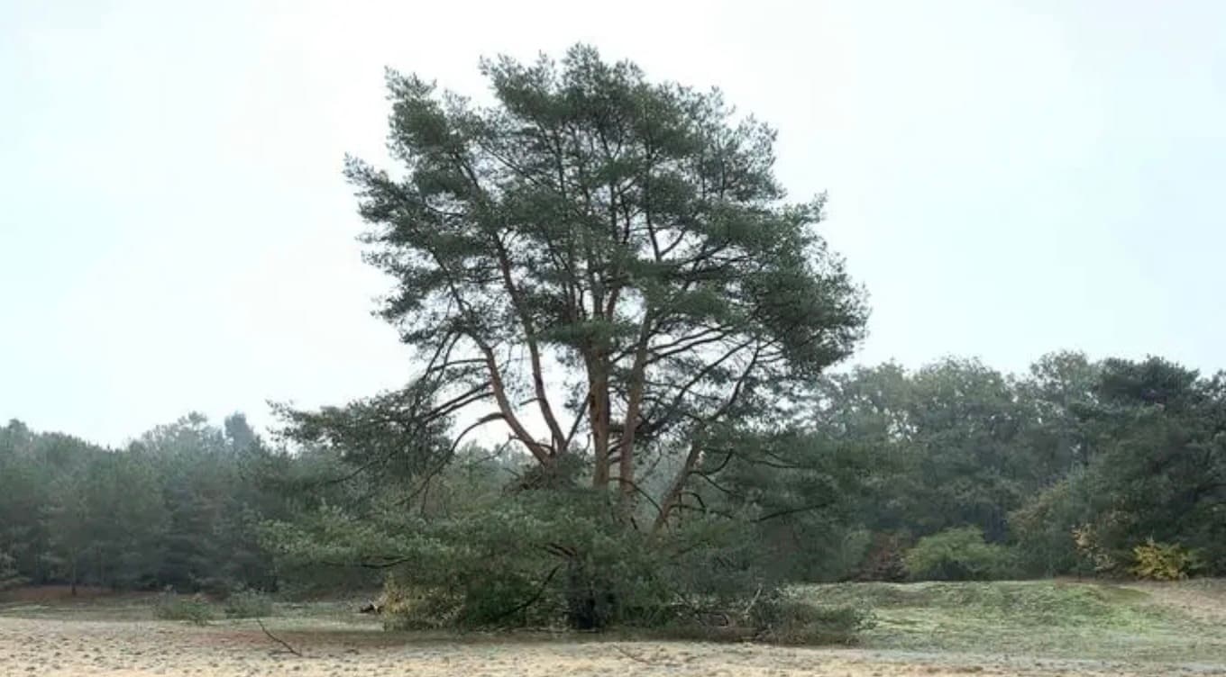 Kootwijkerduin