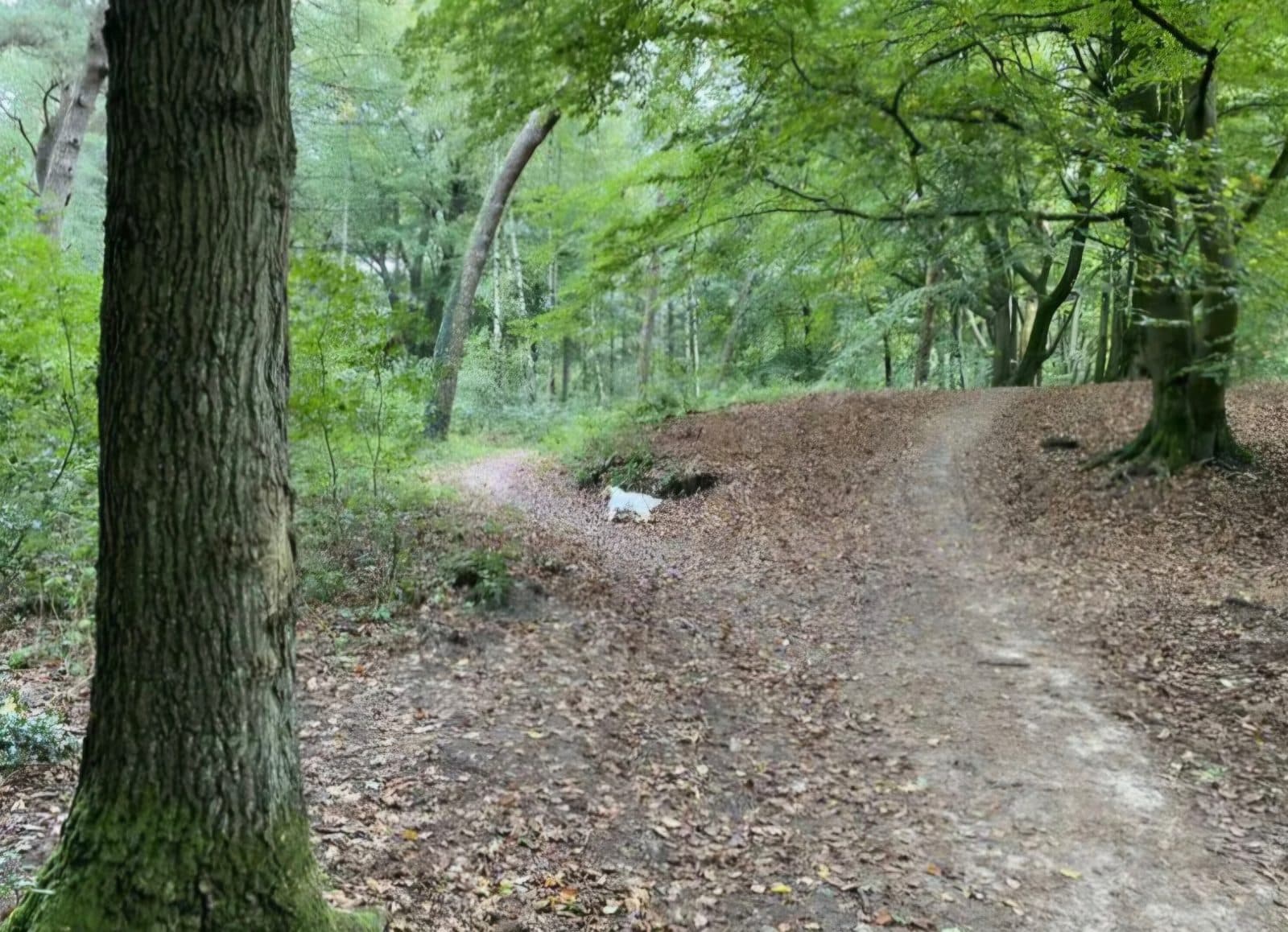 Ederse bos
