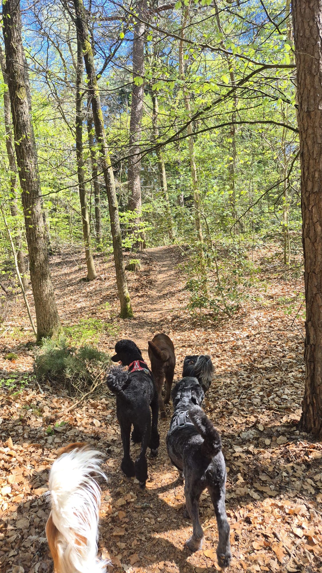 Zeisterbos