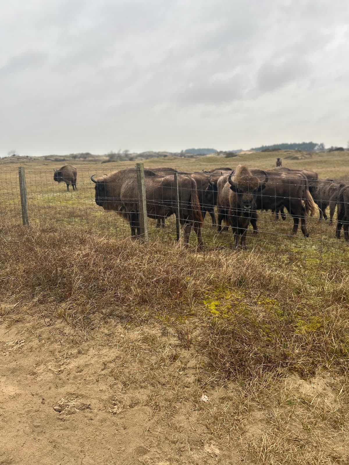 Zandvoort duinen