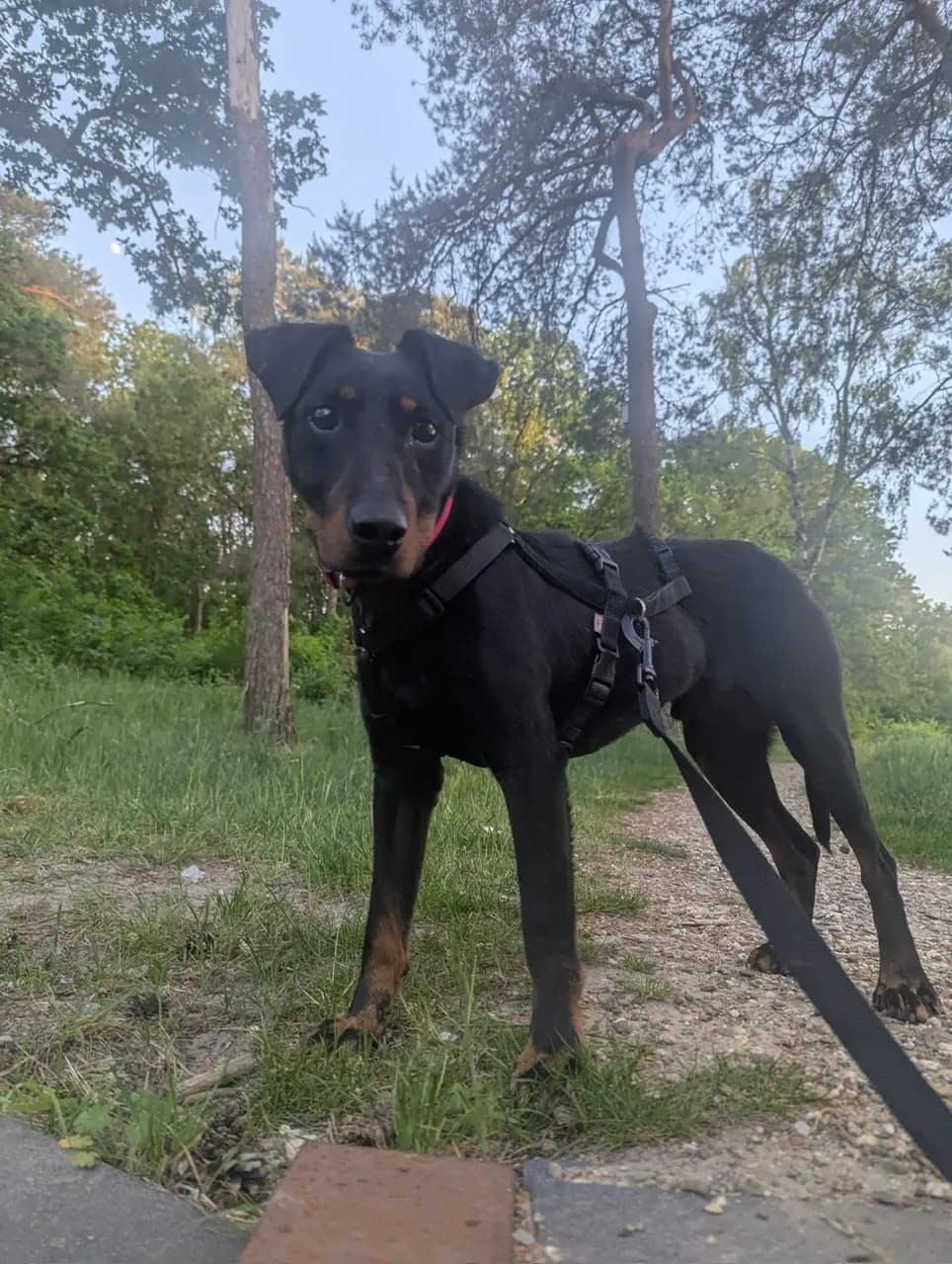 Tino