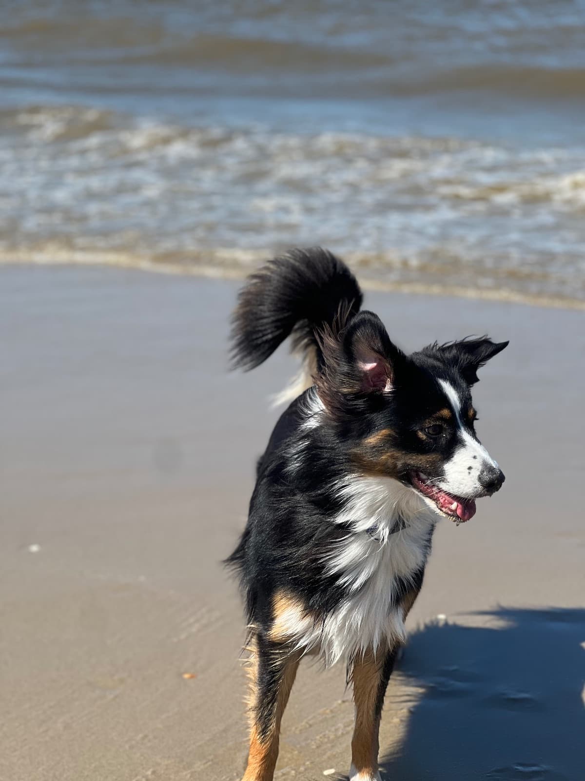 Petten