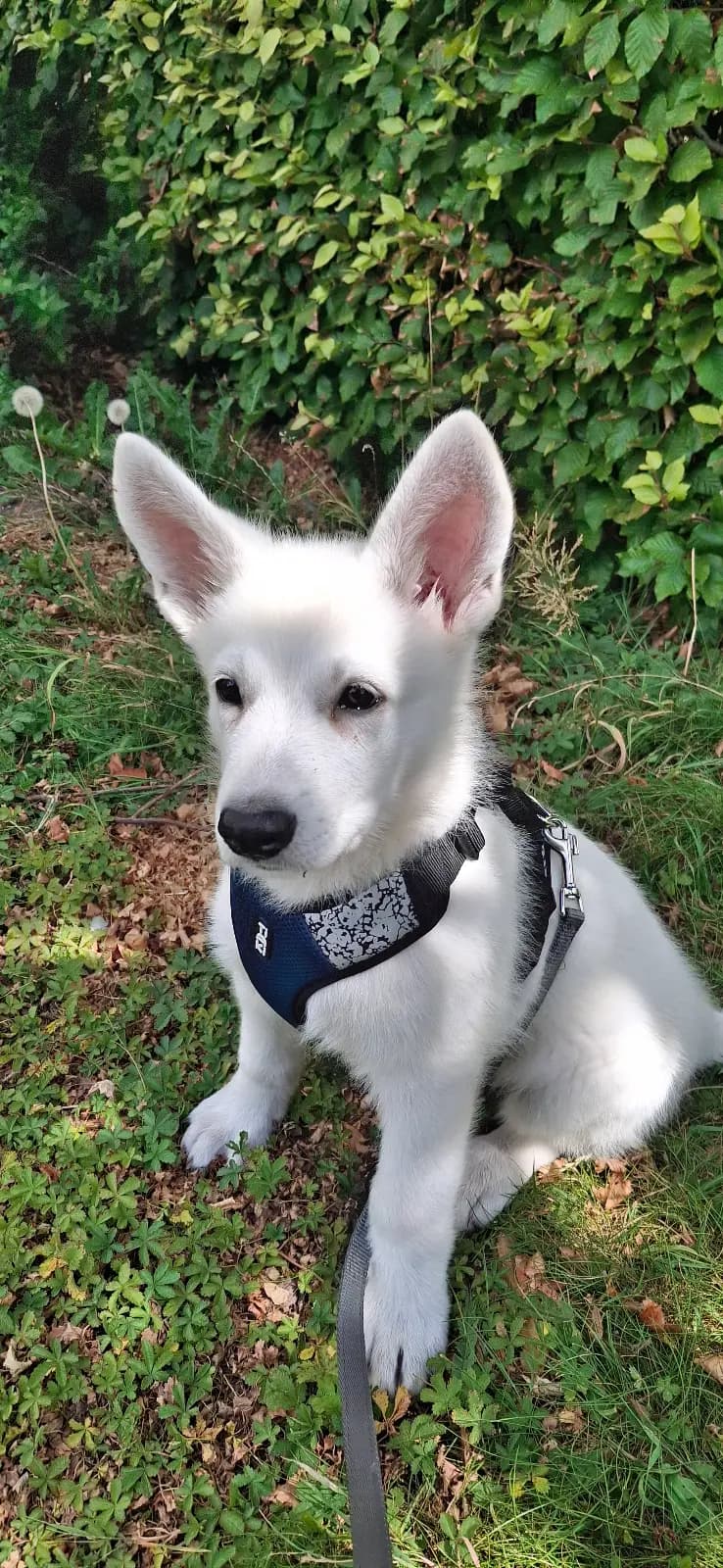 Lumi