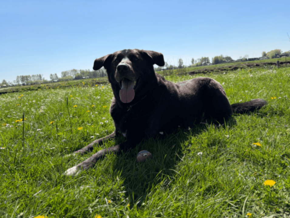 Teun