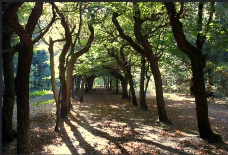 Baarnse bos