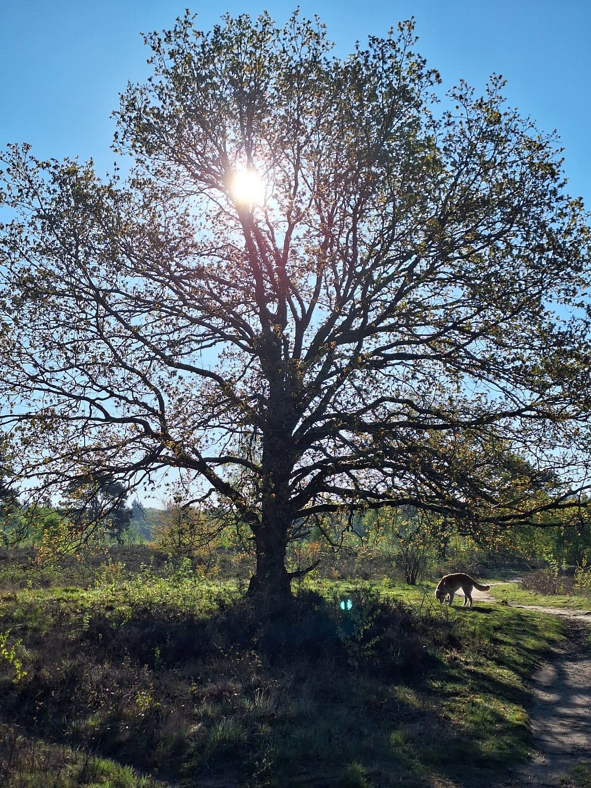 Groevenbeekse heide