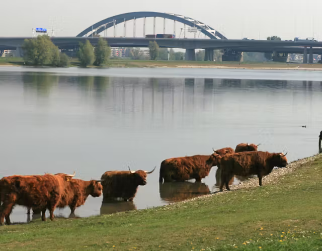 Vianen Middelwaard
