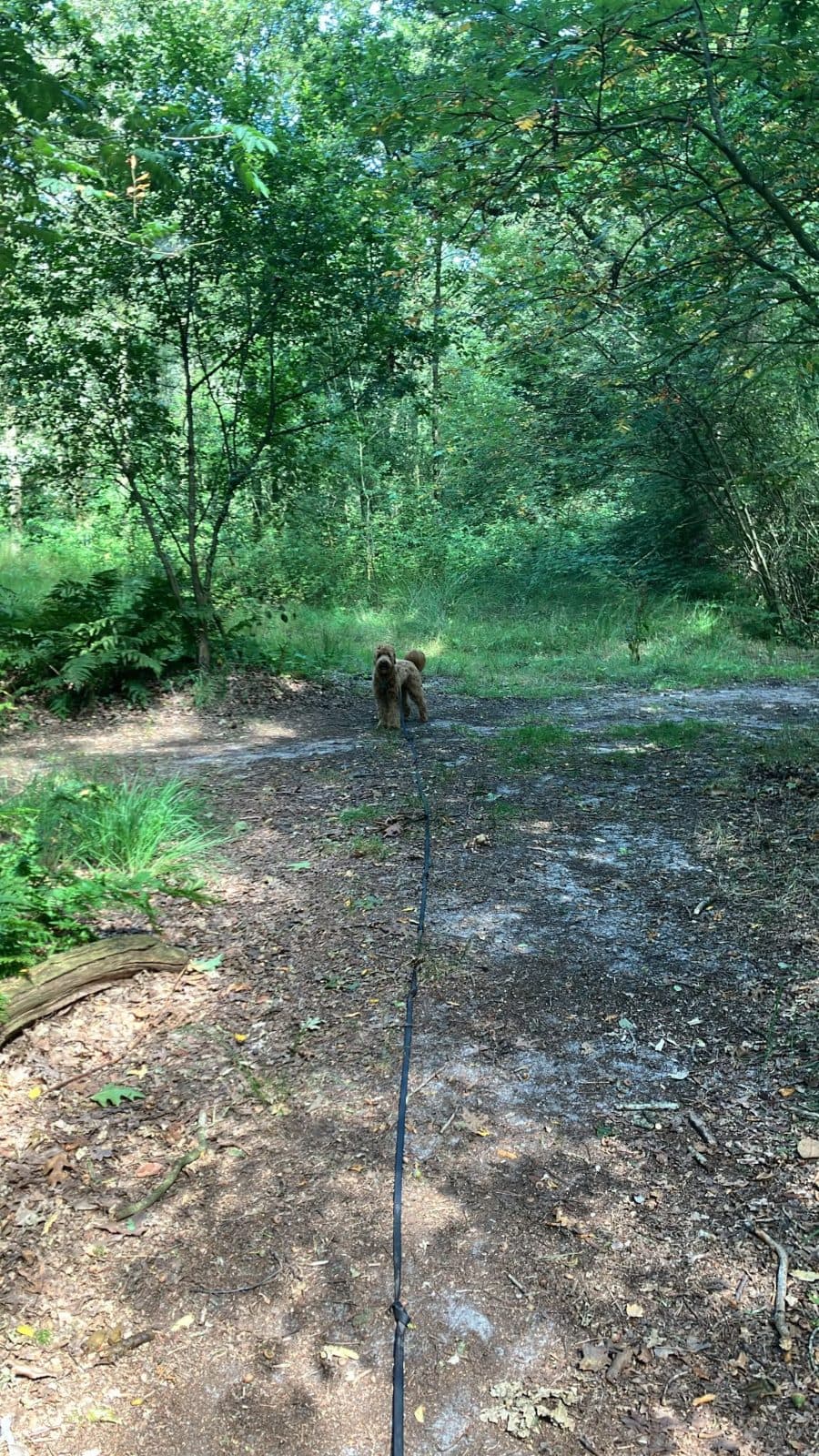 Drents Friese Wold