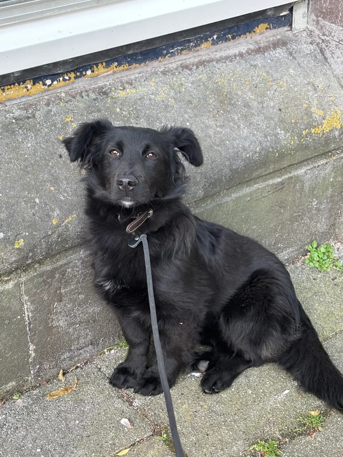 Chernishka