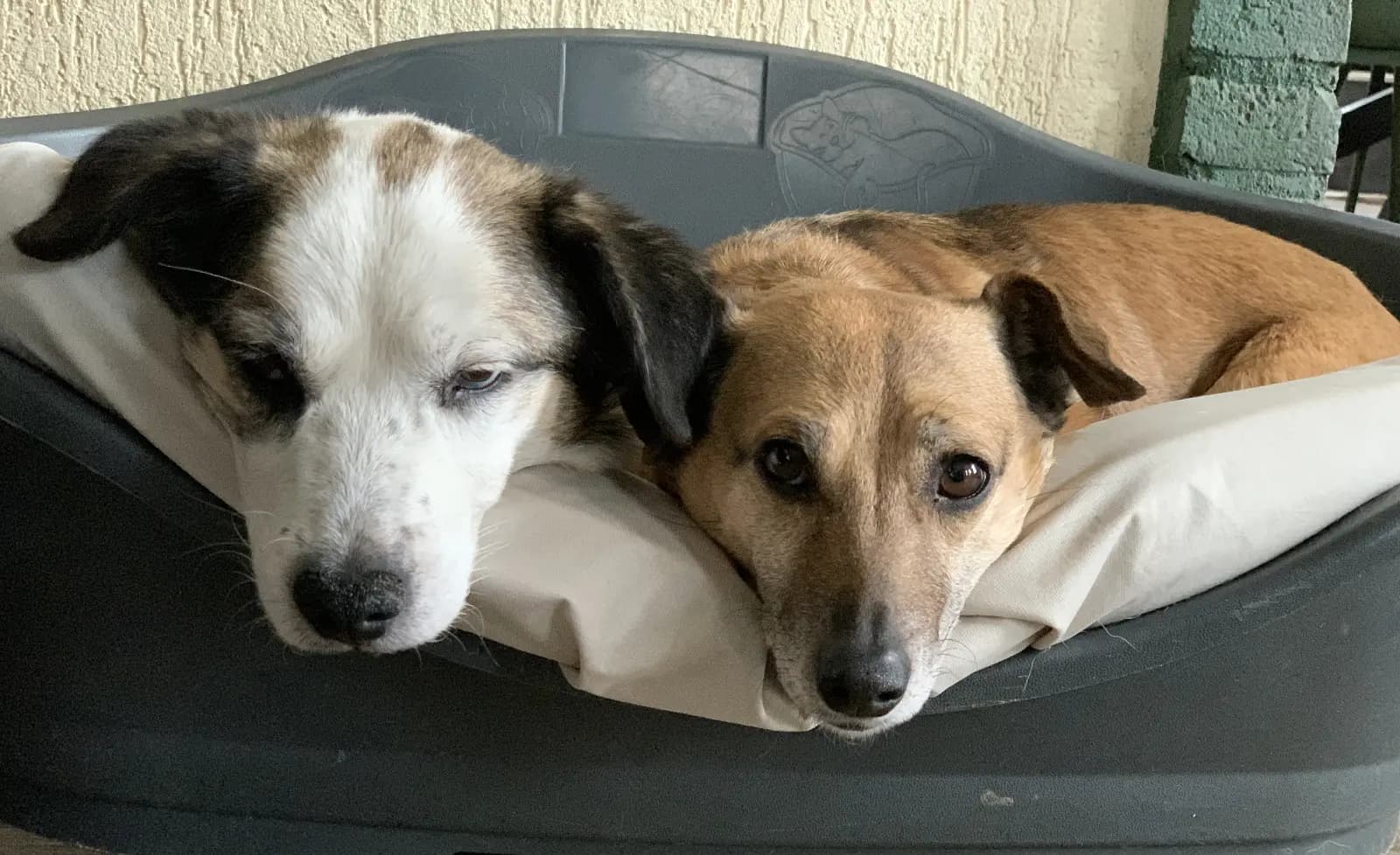 Esperanza Hoop voor Honden